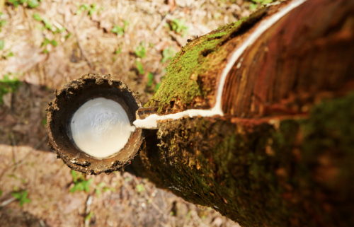 Thị trường cao su khởi sắc ngày 22/09/2025